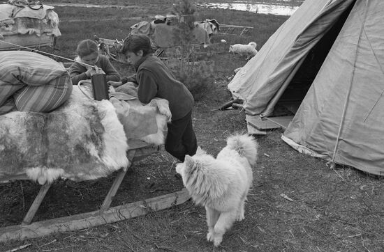 Reindeer herders of Khanty-Mansi Autonomous Area