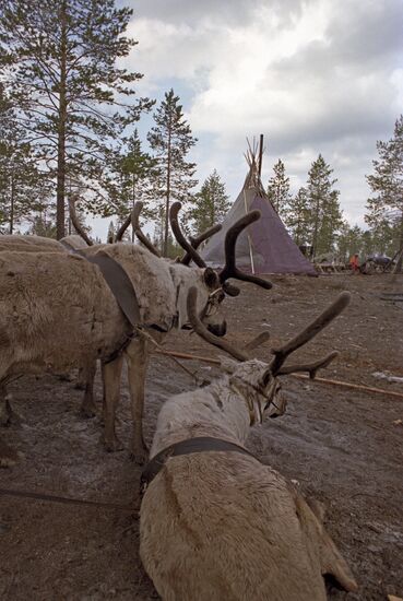 Reindeer herders of Khanty-Mansi Autonomous Area