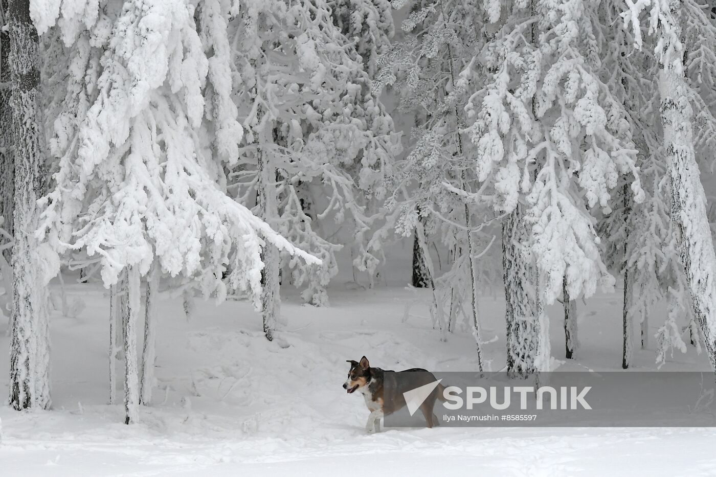 Russia Weather