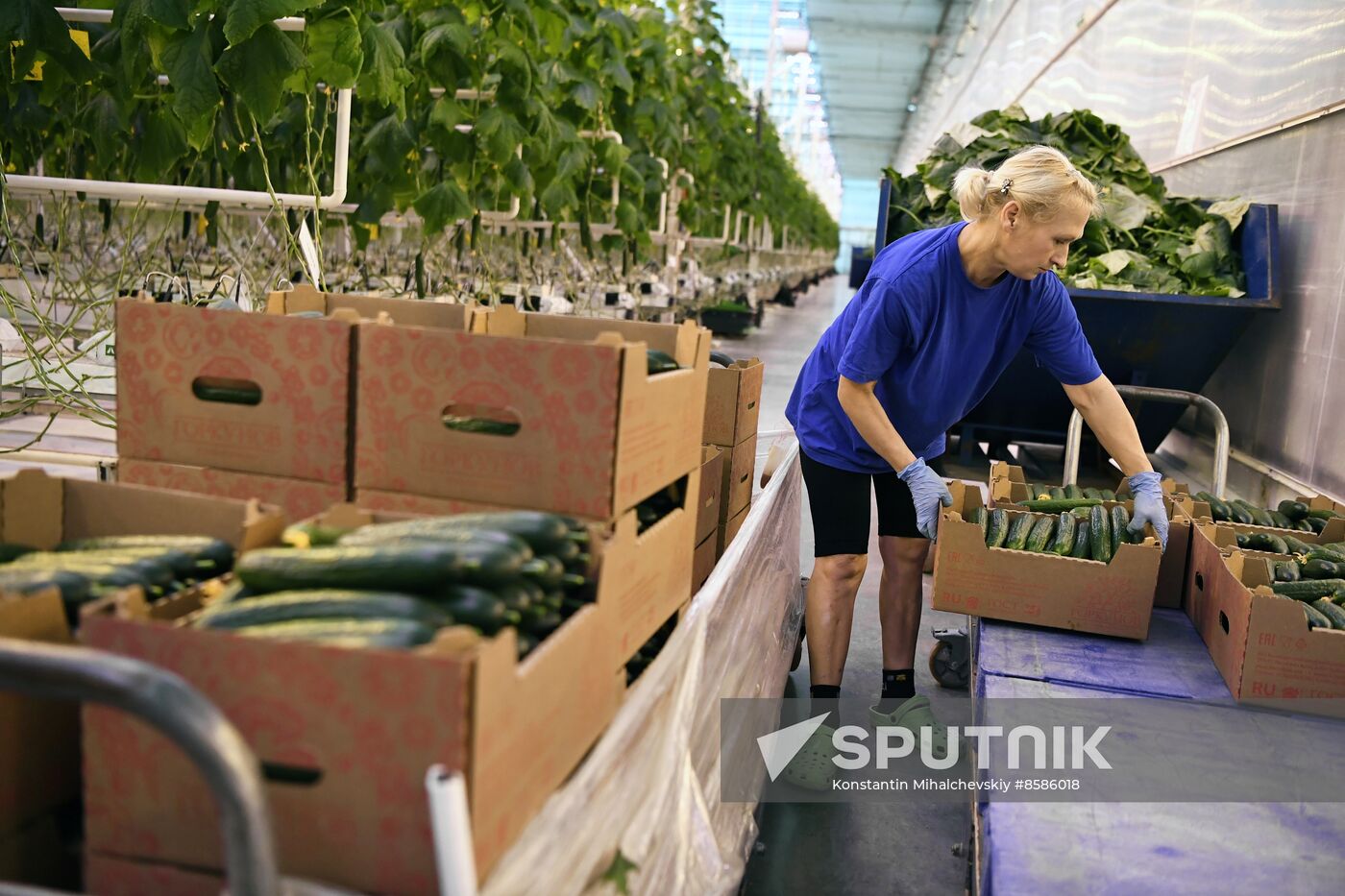Russia Crimea Agriculture