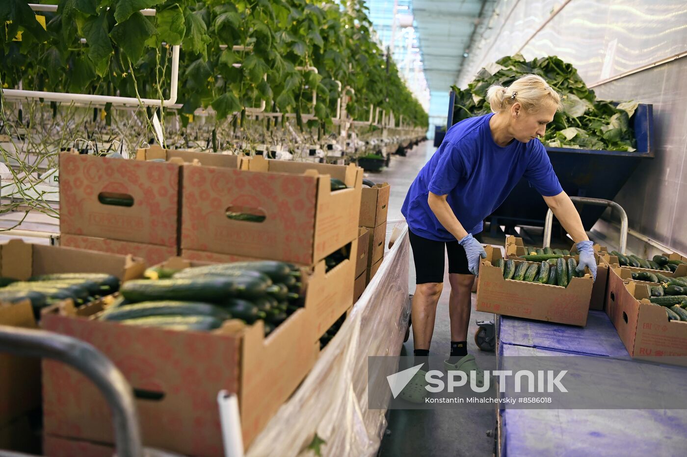 Russia Crimea Agriculture