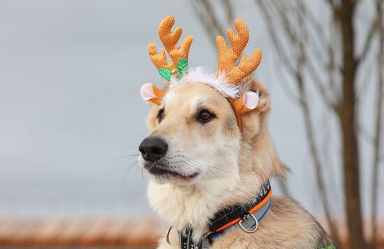 Russia Dog Race