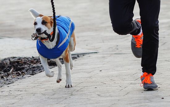 Russia Dog Race