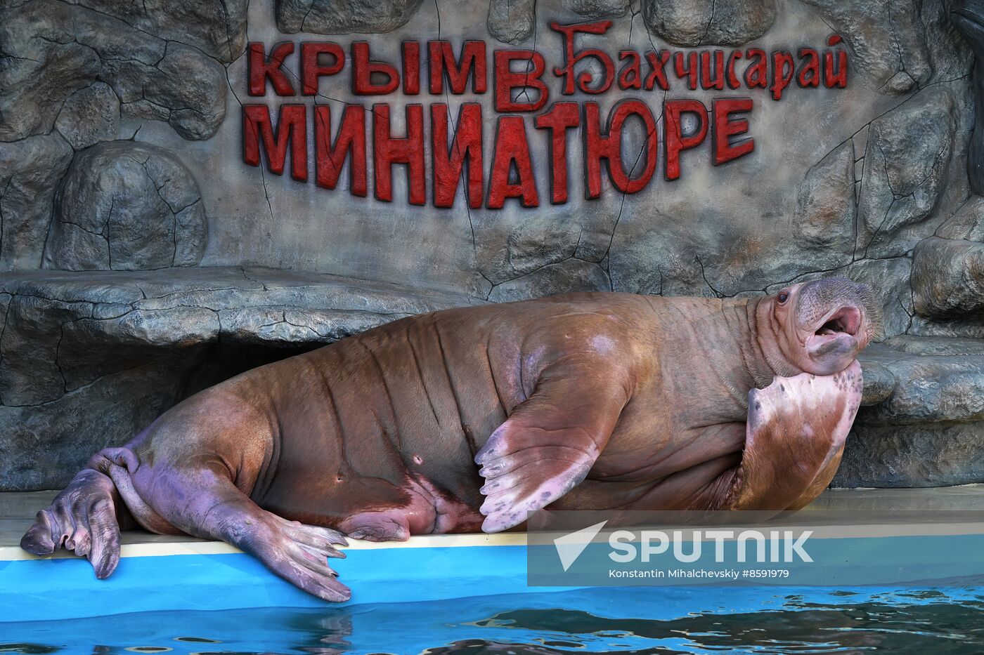 Russia Zoo Walrus