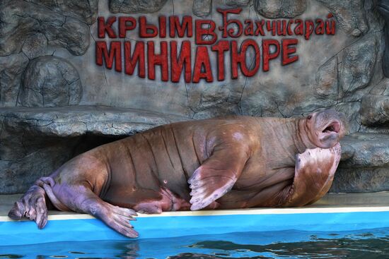 Russia Zoo Walrus