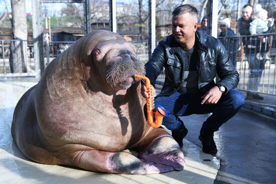 Russia Zoo Walrus