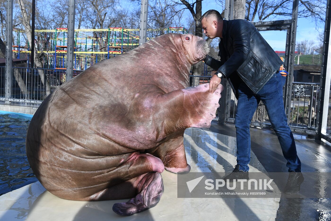 Russia Zoo Walrus