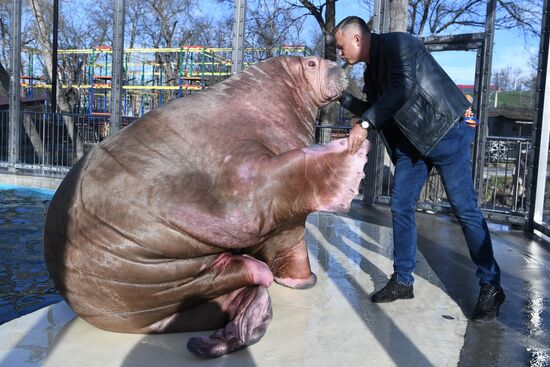Russia Zoo Walrus