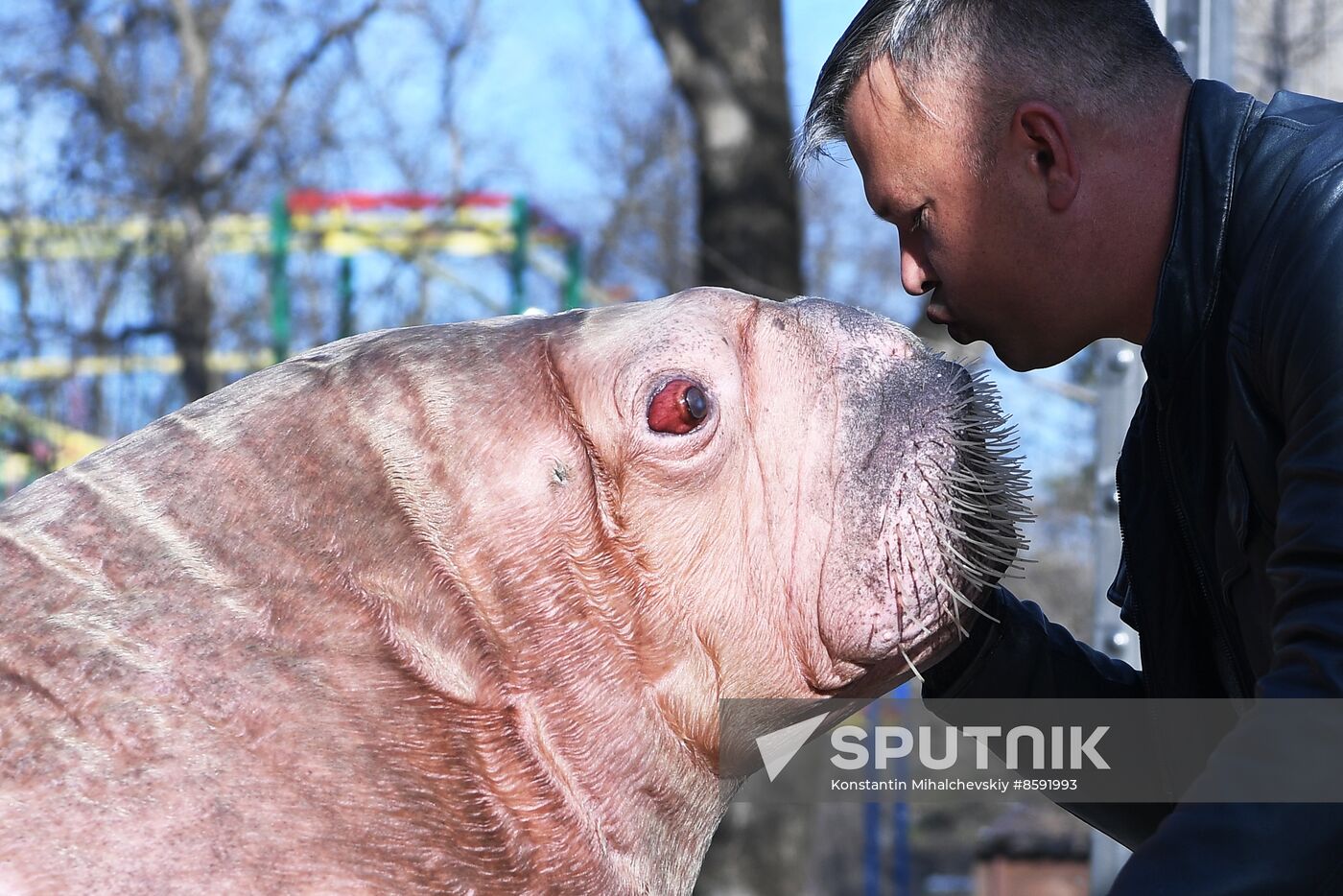 Russia Zoo Walrus