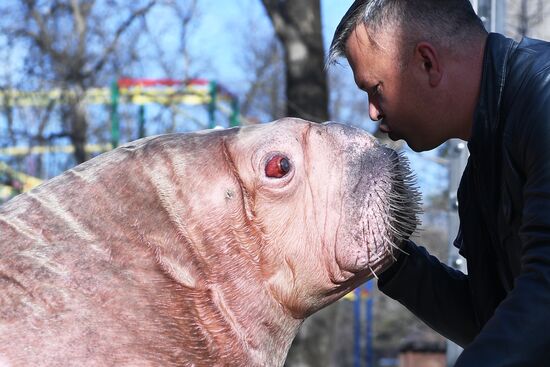 Russia Zoo Walrus