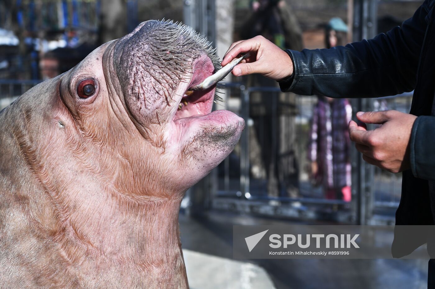 Russia Zoo Walrus