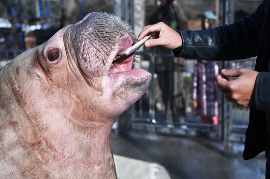 Russia Zoo Walrus