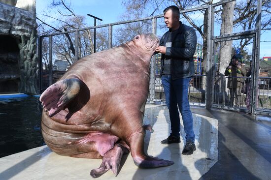 Russia Zoo Walrus