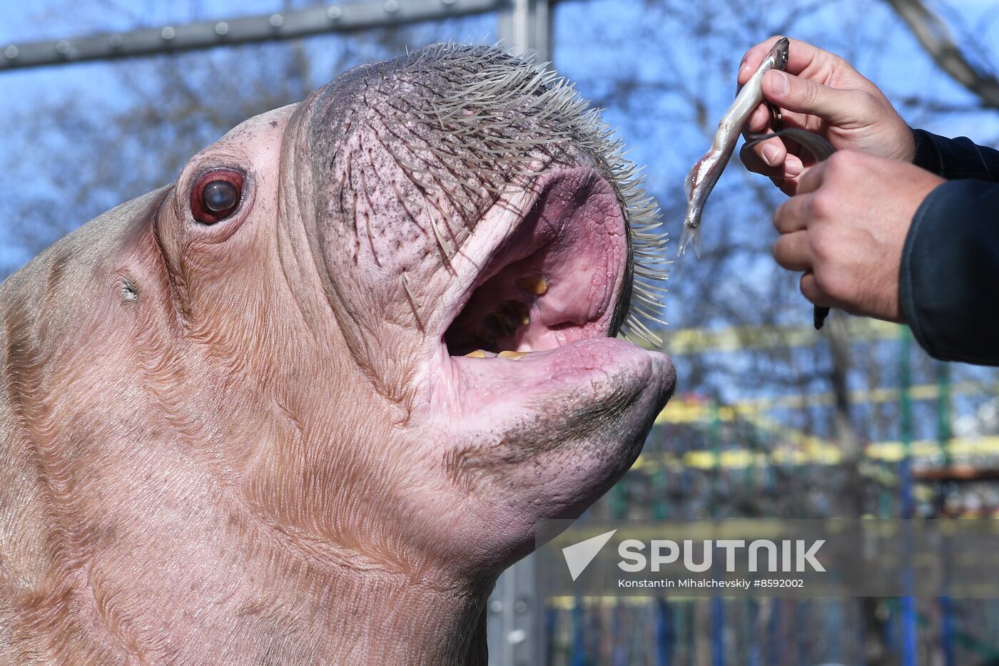 Russia Zoo Walrus