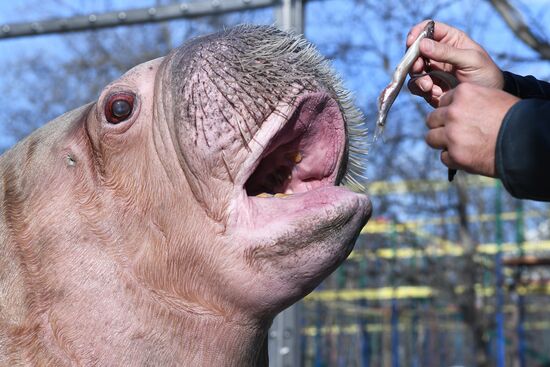 Russia Zoo Walrus