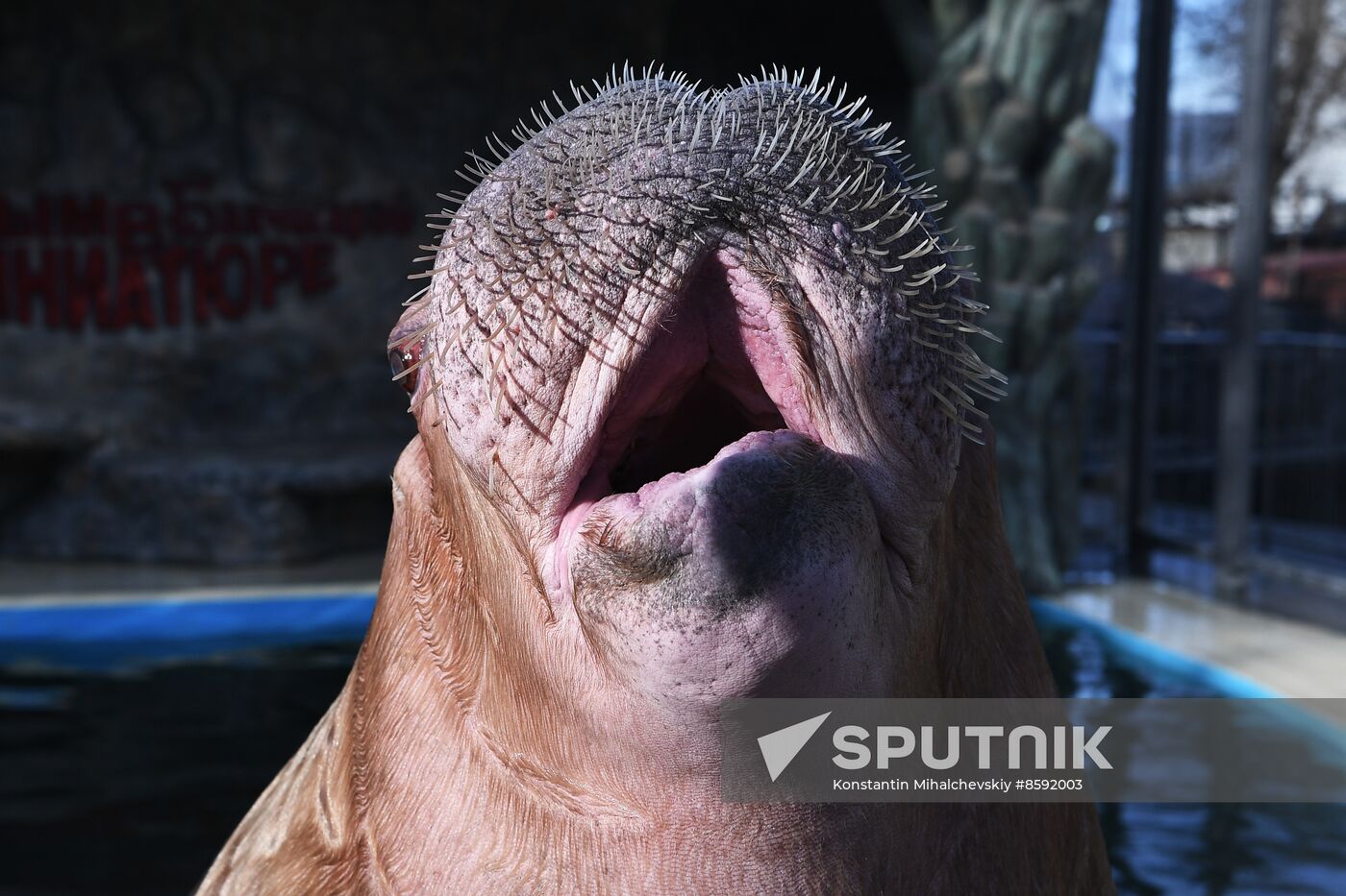 Russia Zoo Walrus