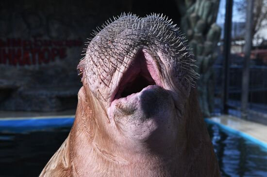 Russia Zoo Walrus