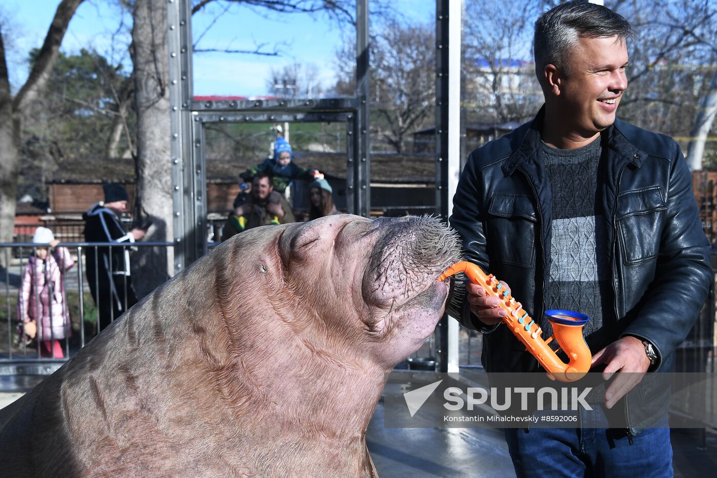 Russia Zoo Walrus