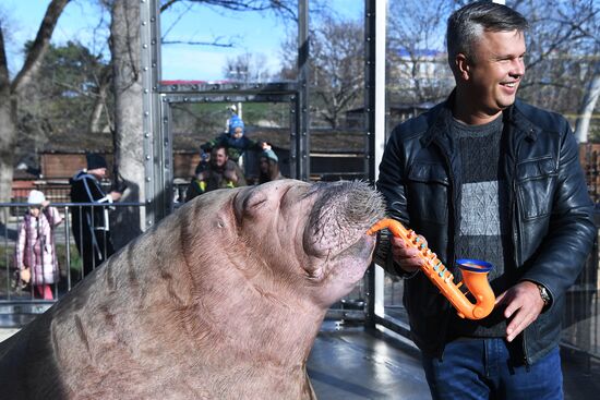 Russia Zoo Walrus