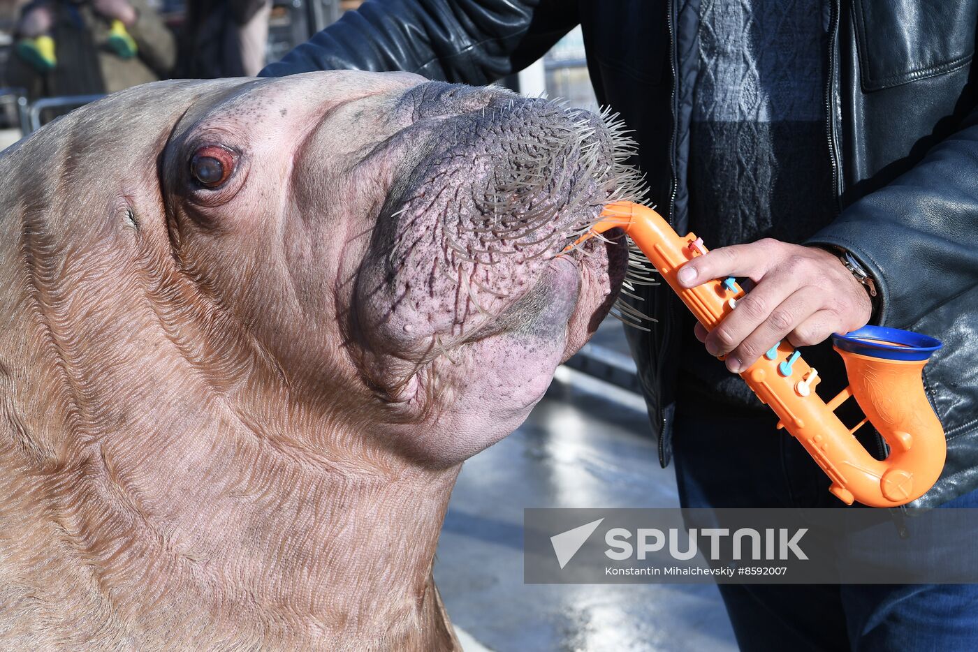 Russia Zoo Walrus