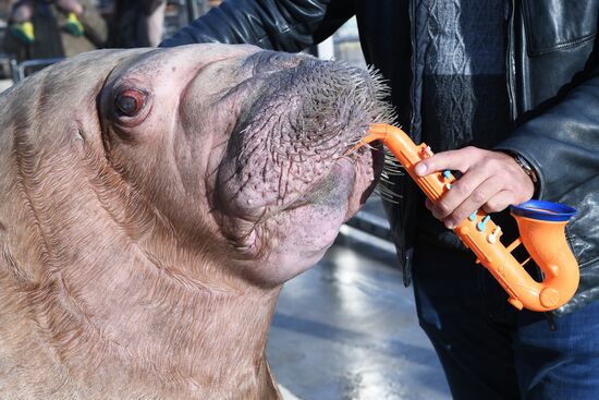 Russia Zoo Walrus