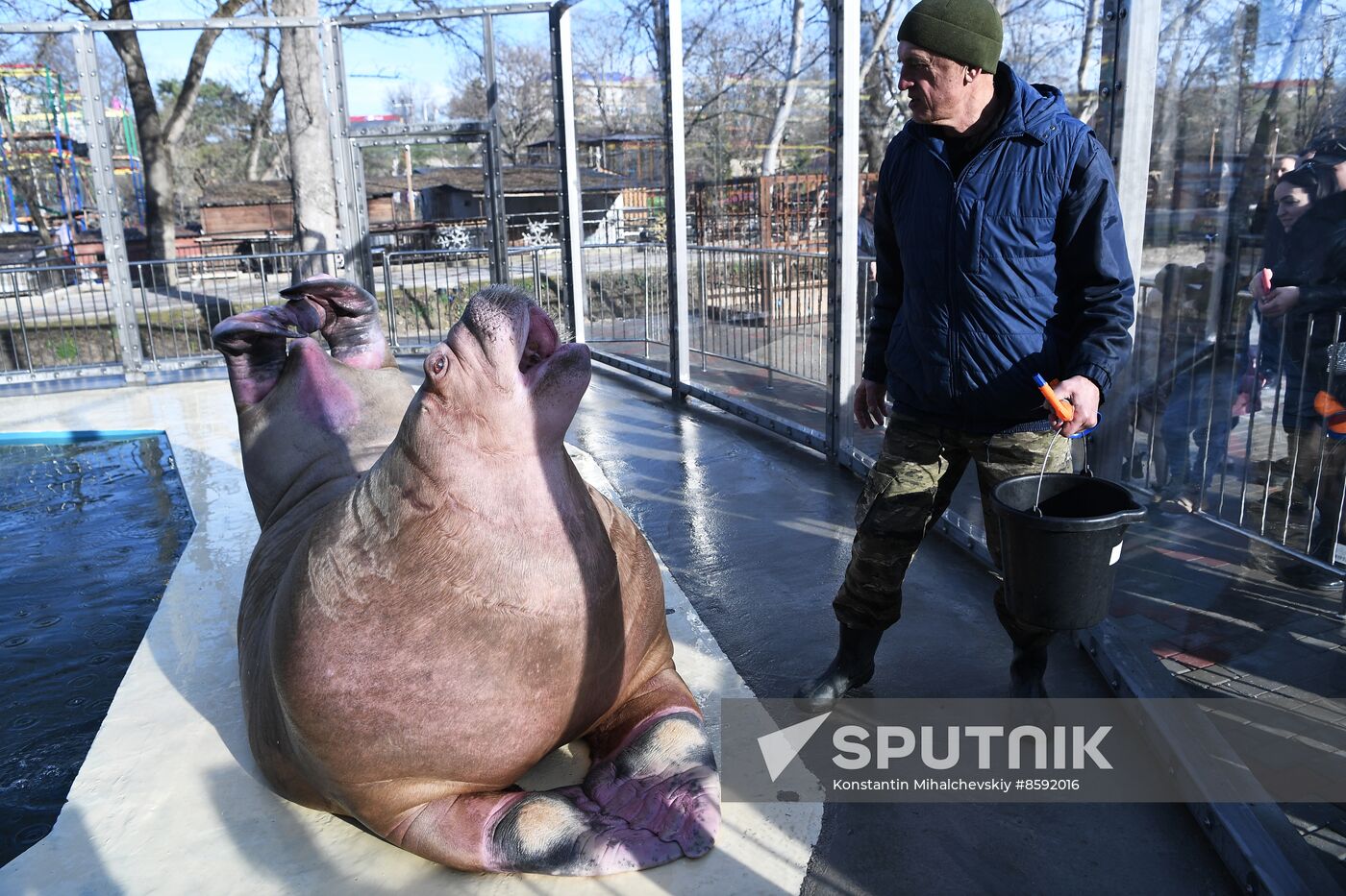 Russia Zoo Walrus