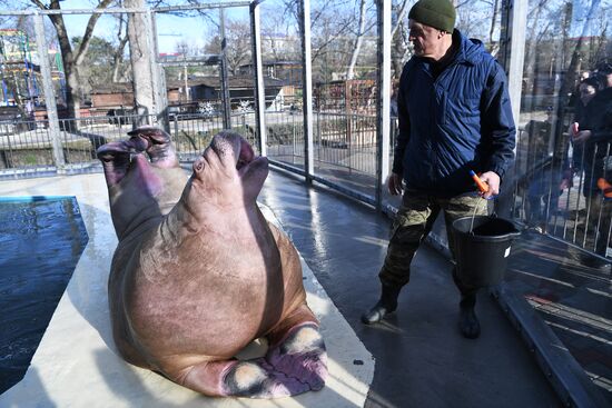 Russia Zoo Walrus
