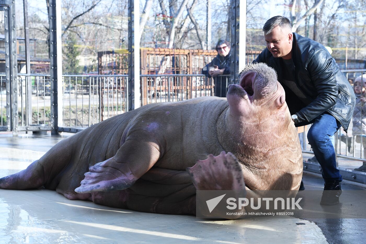 Russia Zoo Walrus