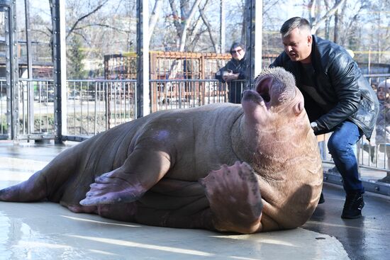 Russia Zoo Walrus