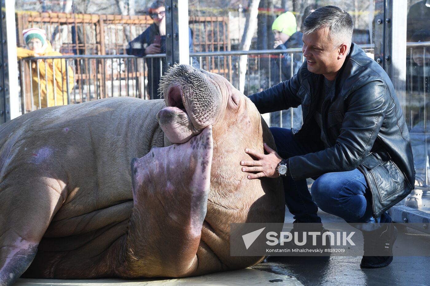 Russia Zoo Walrus