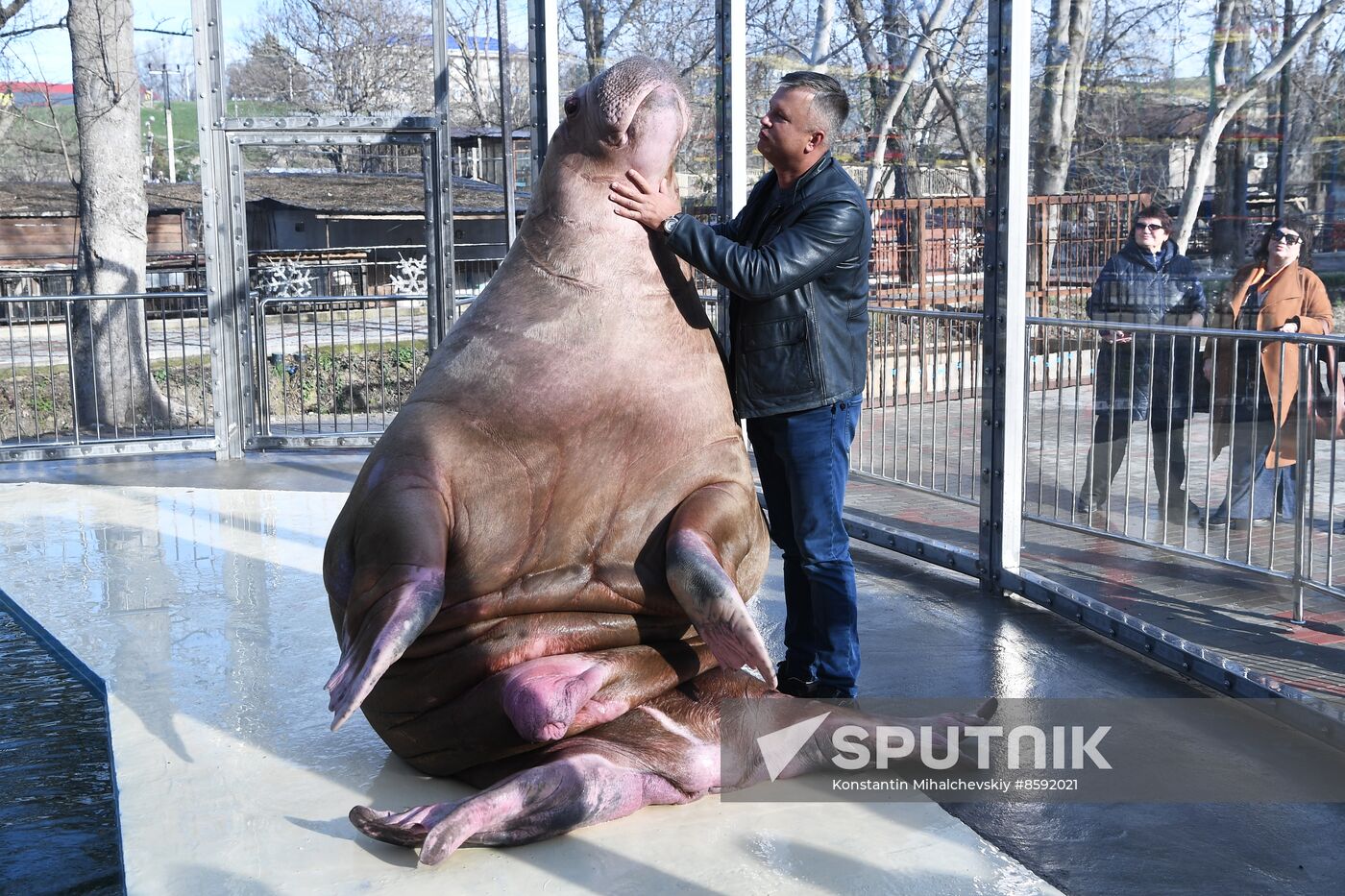 Russia Zoo Walrus