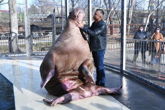Russia Zoo Walrus
