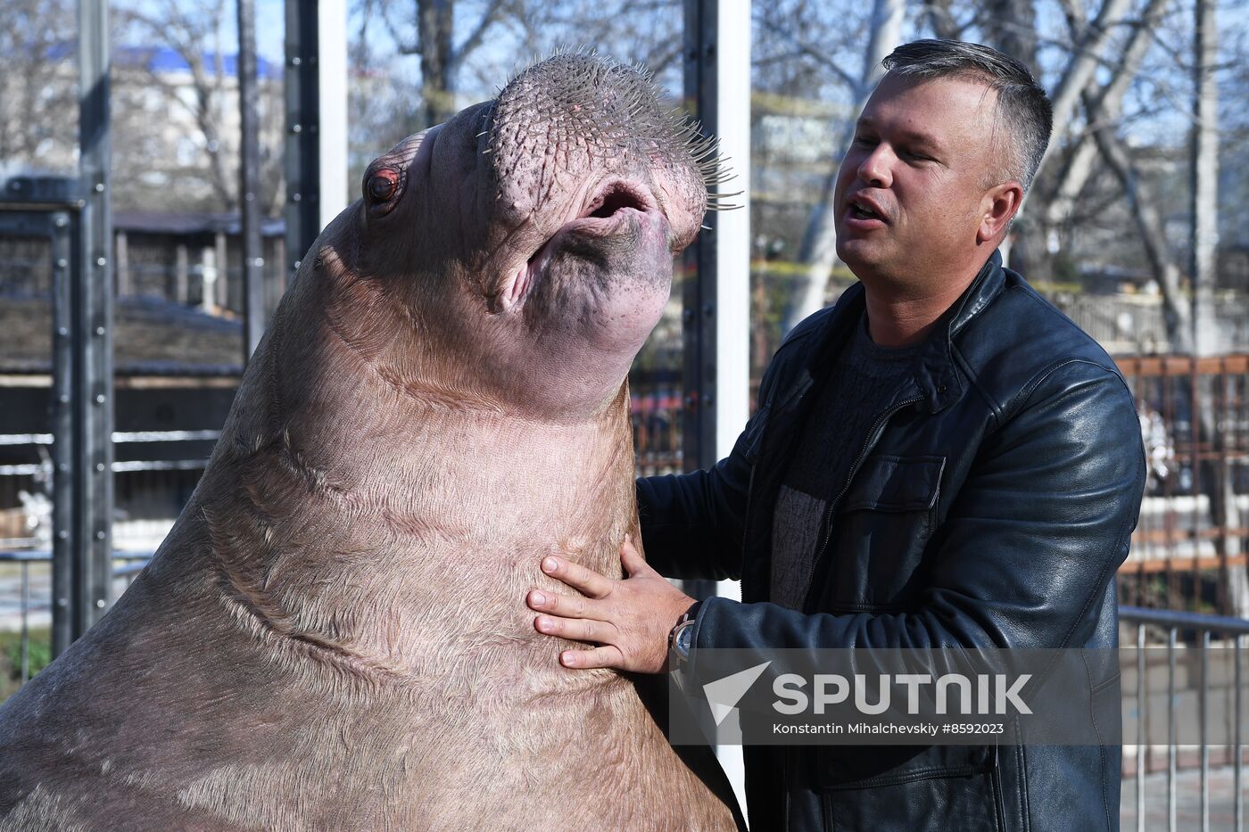 Russia Zoo Walrus