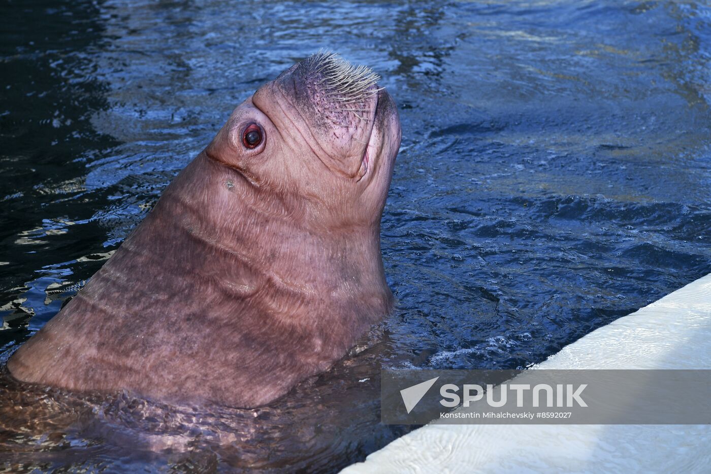 Russia Zoo Walrus