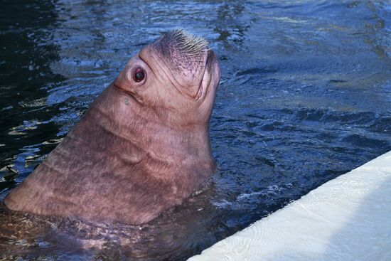 Russia Zoo Walrus