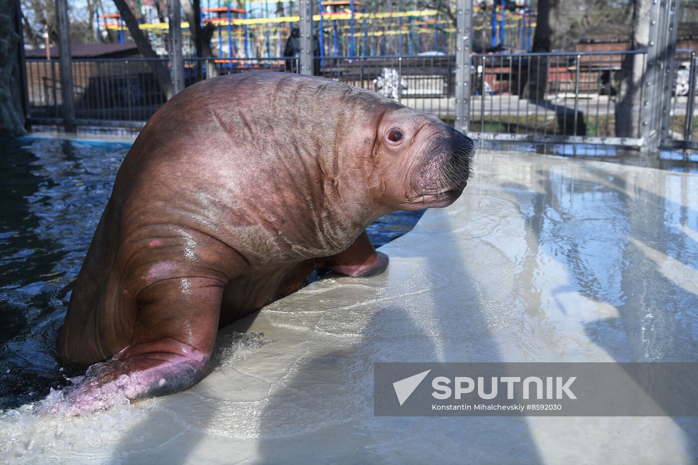 Russia Zoo Walrus