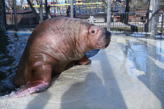 Russia Zoo Walrus