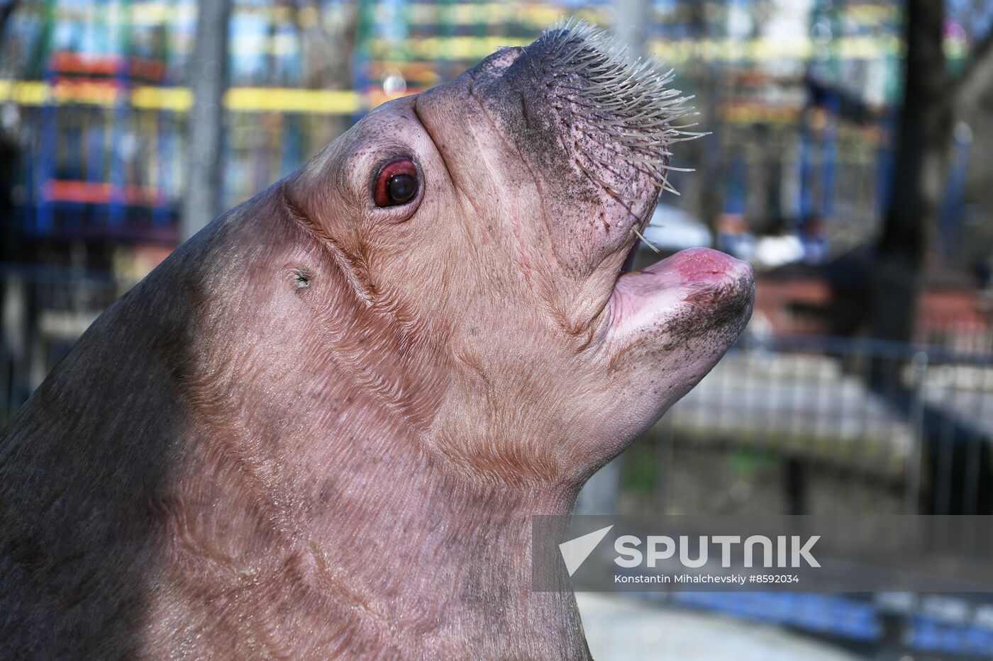Russia Zoo Walrus