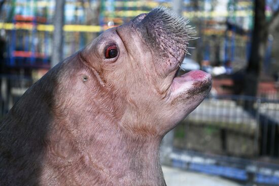 Russia Zoo Walrus