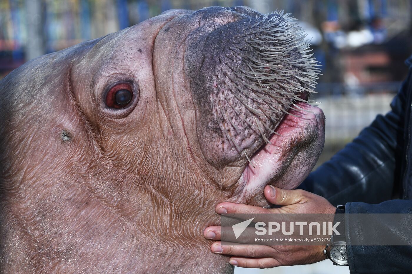 Russia Zoo Walrus