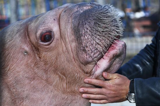 Russia Zoo Walrus