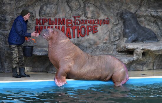 Russia Zoo Walrus