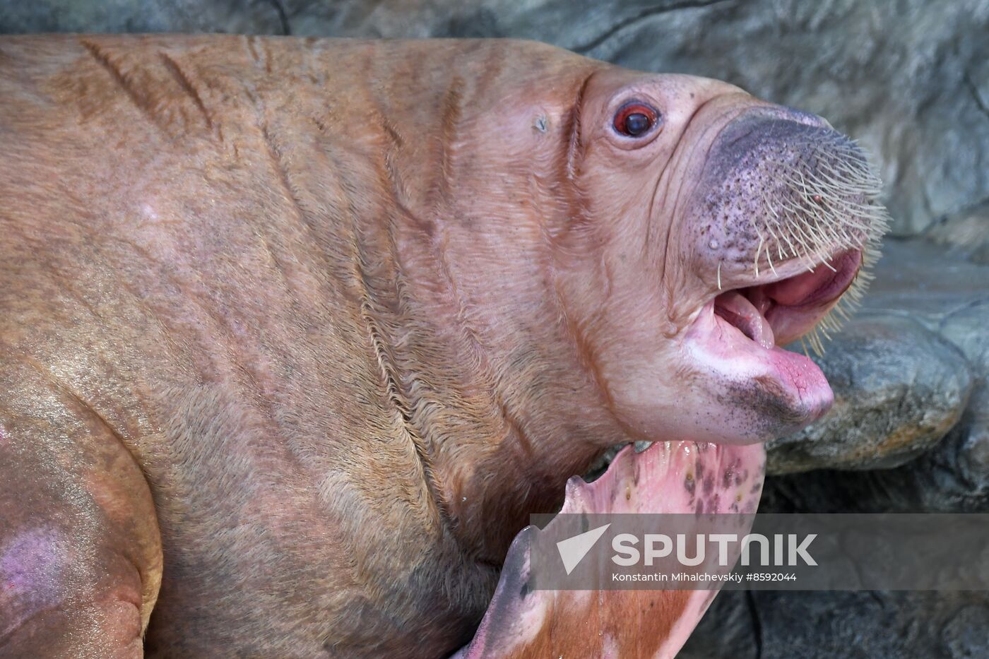 Russia Zoo Walrus