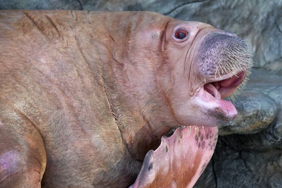 Russia Zoo Walrus