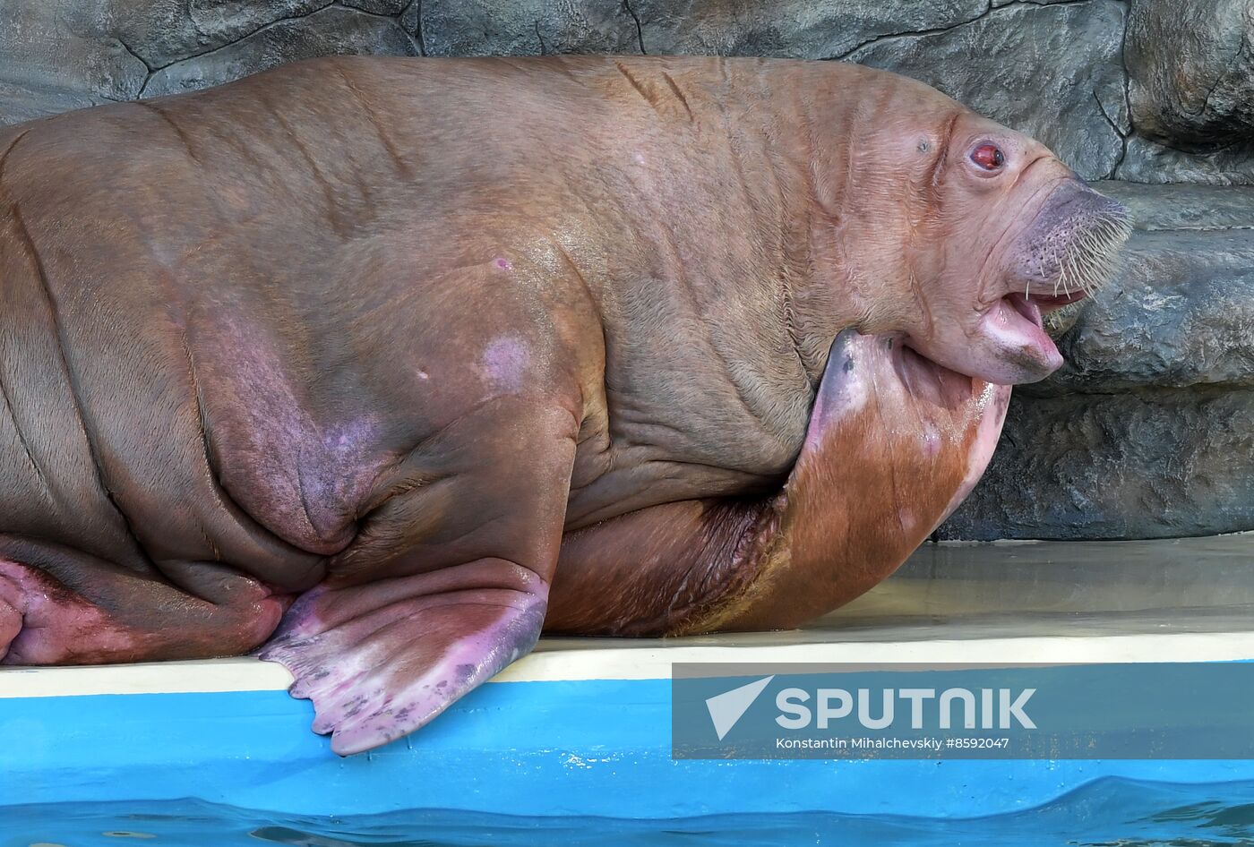 Russia Zoo Walrus