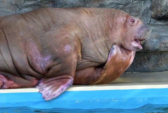 Russia Zoo Walrus