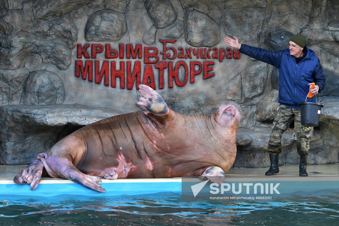 Russia Zoo Walrus