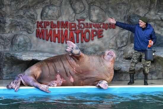 Russia Zoo Walrus