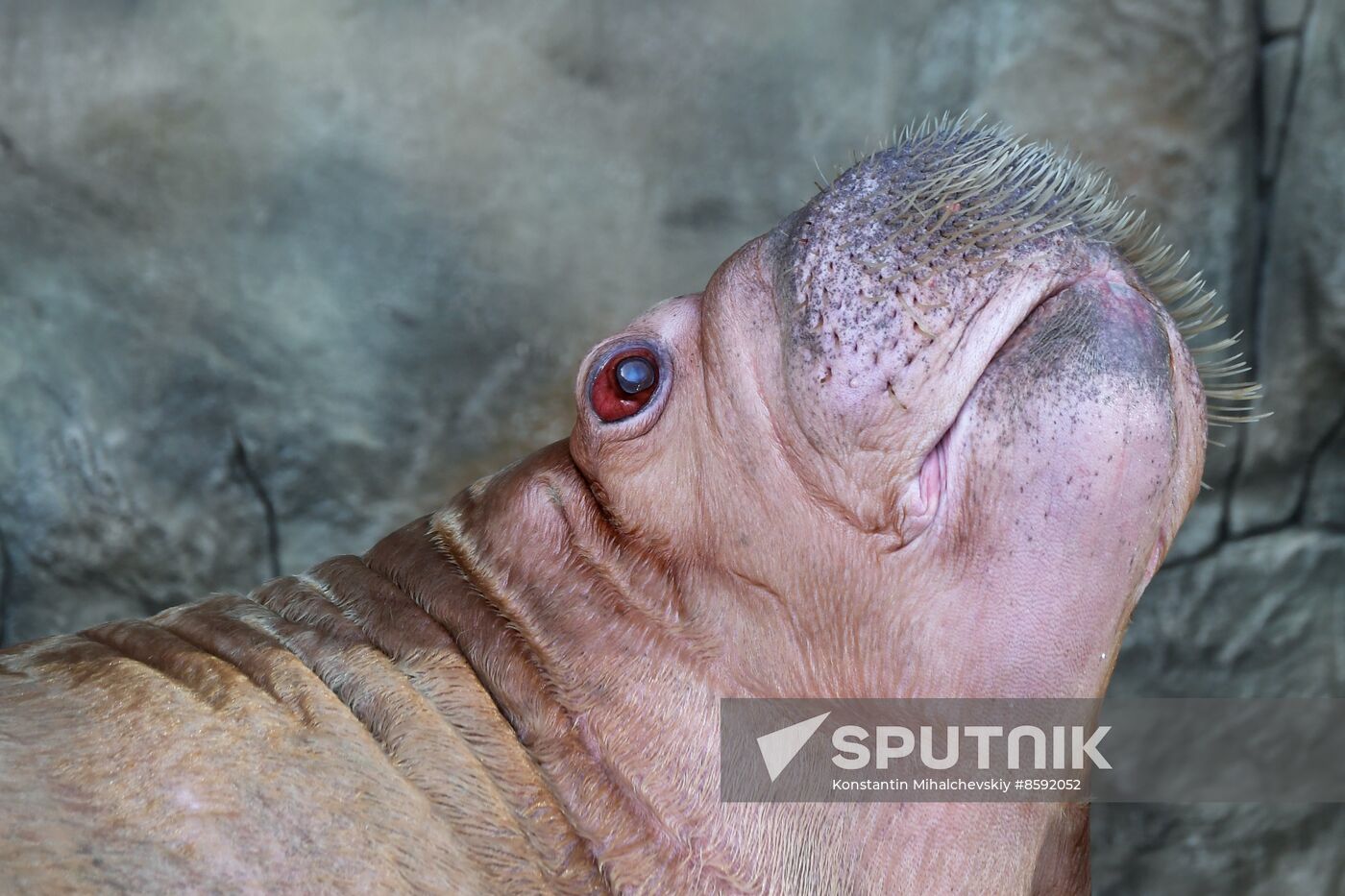 Russia Zoo Walrus