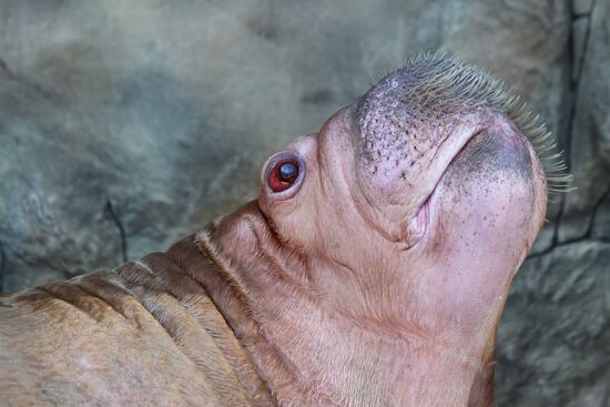 Russia Zoo Walrus